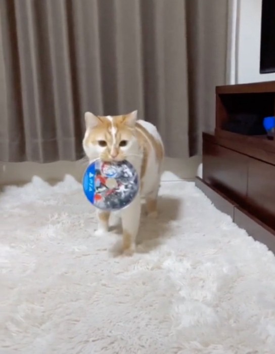 ディスクをくわえて立ち去る猫