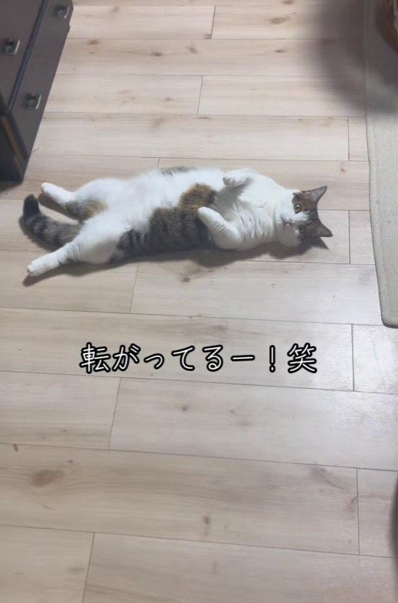 転がっている猫