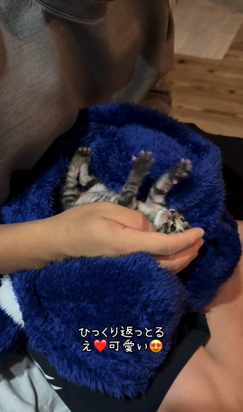 膝に乗ったあおいタオルの上で仰向けになる子猫