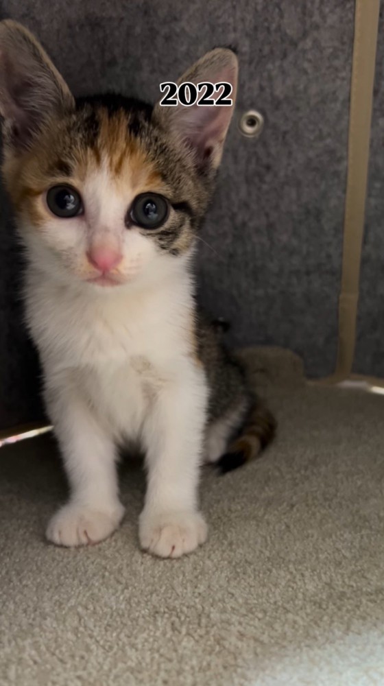 カメラをじっと見つめる子猫