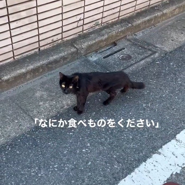 見上げる猫