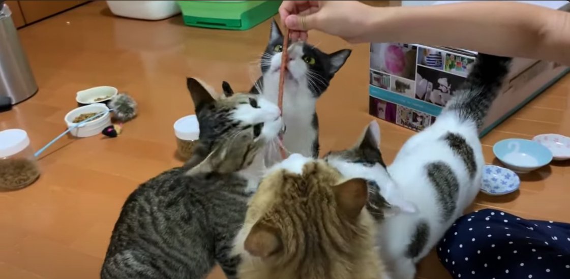 おやつに集まる4匹の猫