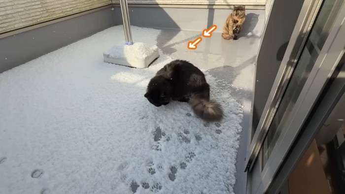 ベランダで遊ぶ2匹の猫