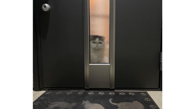 ドア前にいる猫