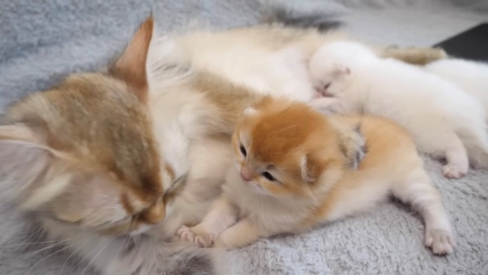 子猫に腕をまわす母猫