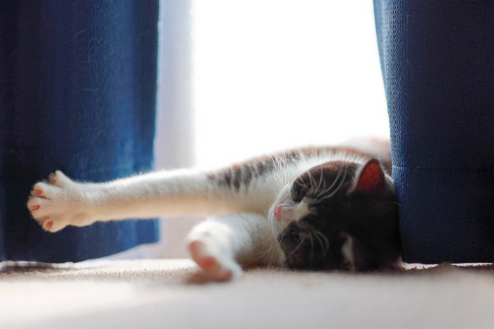 ひなたぼっこする猫