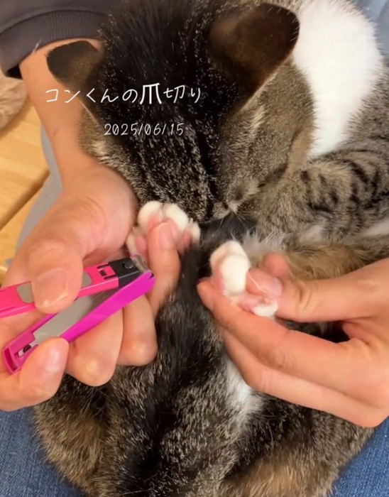 猫の手