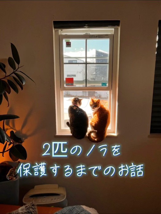 窓際にいる2匹の猫