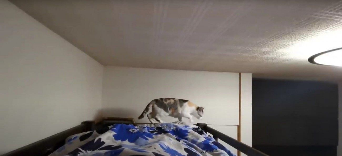 ベッドの縁を歩く猫