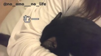 飼い主さんの腕に顔をうずめるあもちゃん
