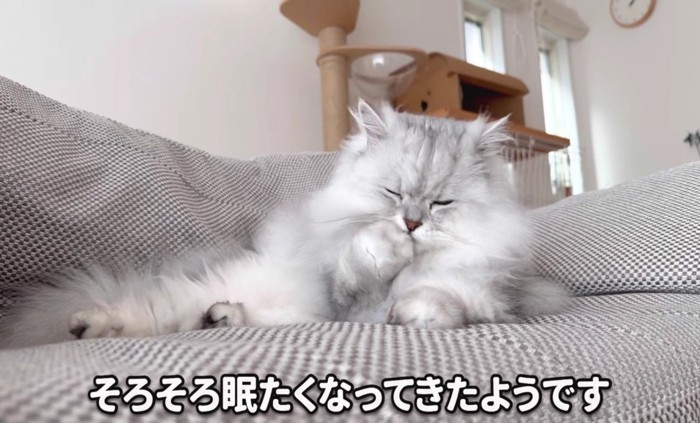 前足をなめるモルンさん