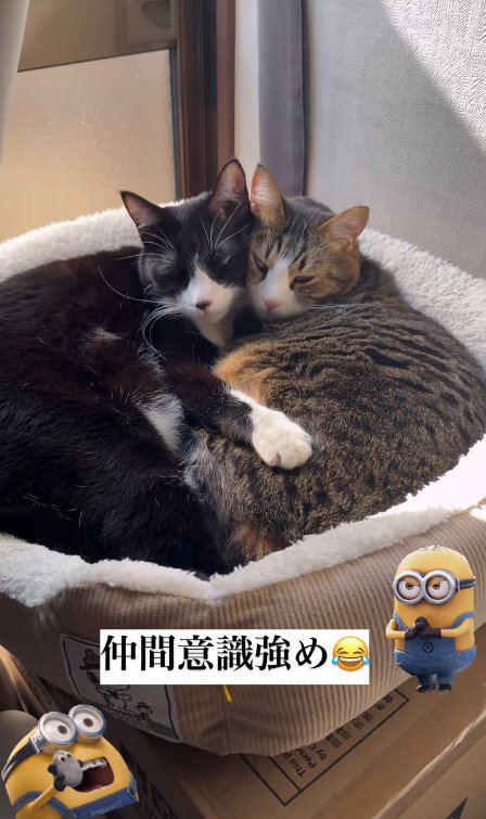 同じ猫ベッドでくっついて眠るハチワレ兄妹