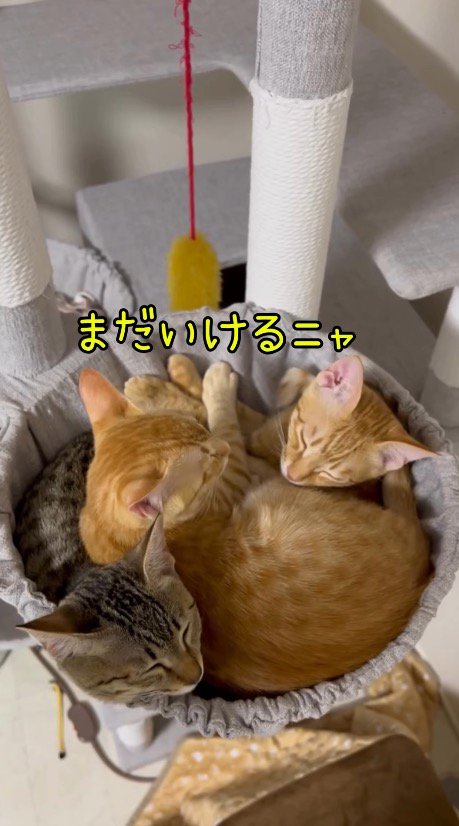 すし詰め状態になってハンモックに収まる3頭の猫