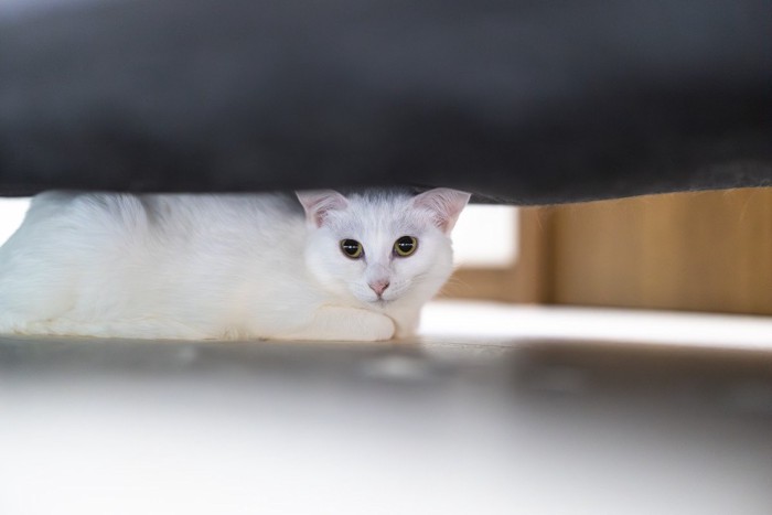 ソファーの下にいる猫