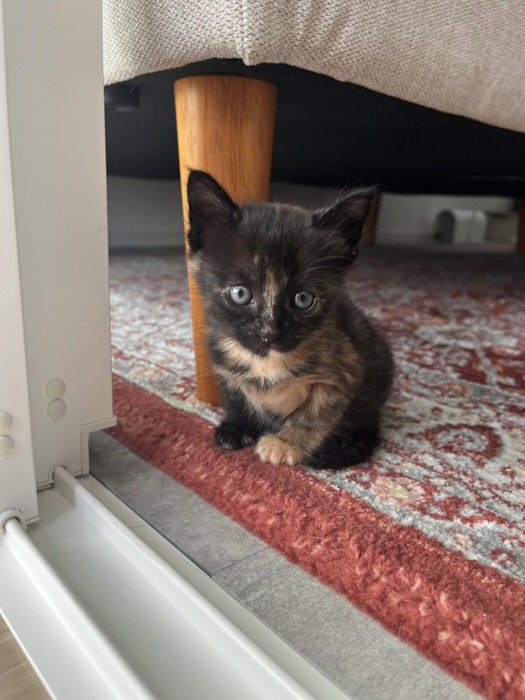 座っている子猫