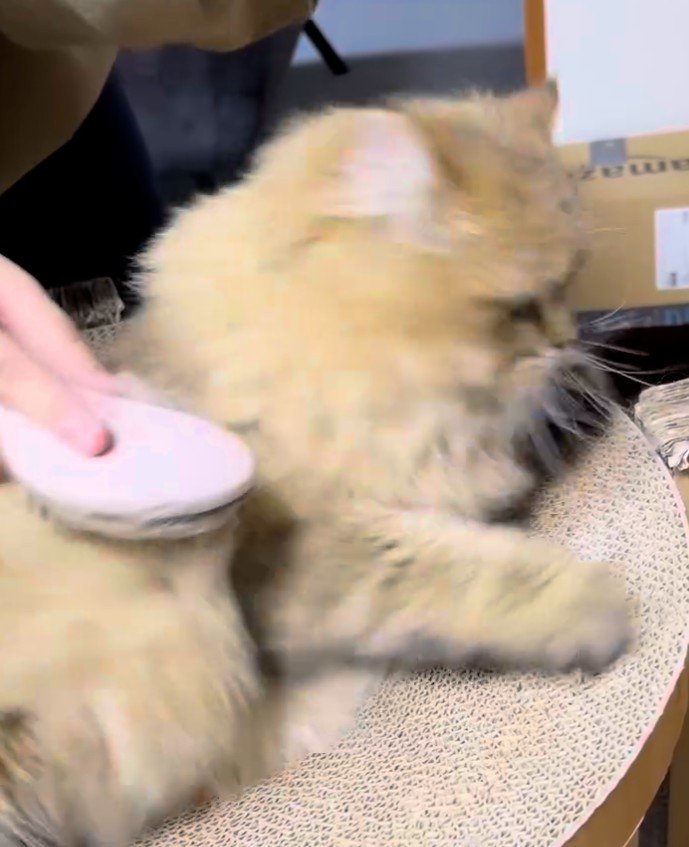 体をひねって逃げようとする猫