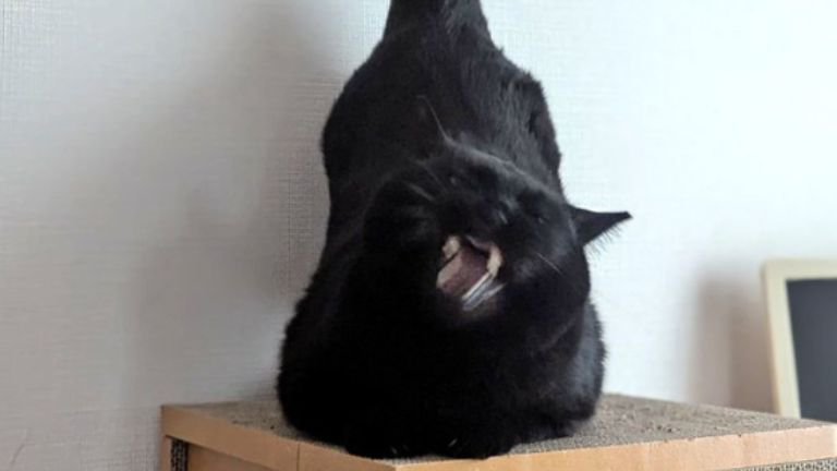 爪とぎの上にいる猫