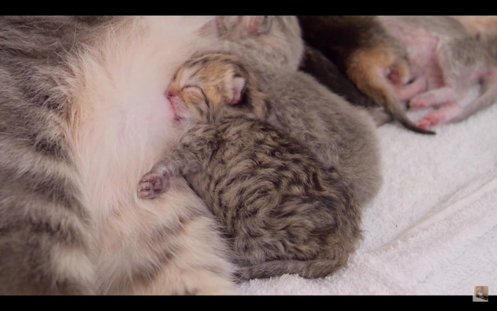 乳を飲む子猫