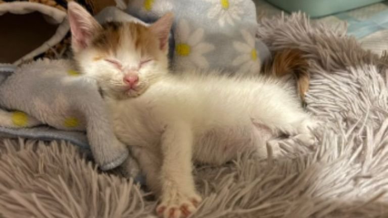 目をつぶっている子猫