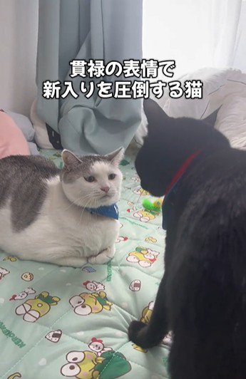向かい合っている2匹の猫