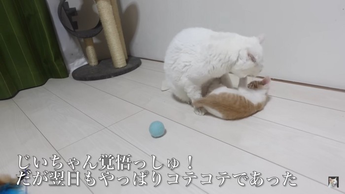 ひっくり返される保護子猫