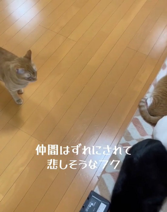 ジッと見つめるフクくん