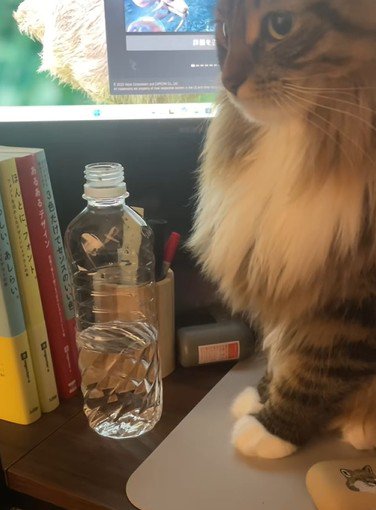 よそ見をする猫