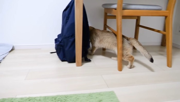 ママ猫がイタズラしている子猫を発見したら…愛情溢れる『親子の姿』に