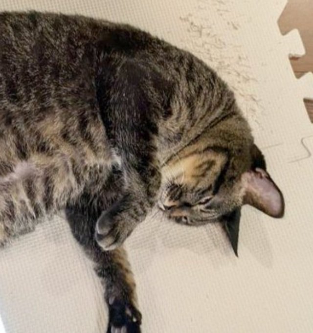 眠るにゃんチュウちゃん