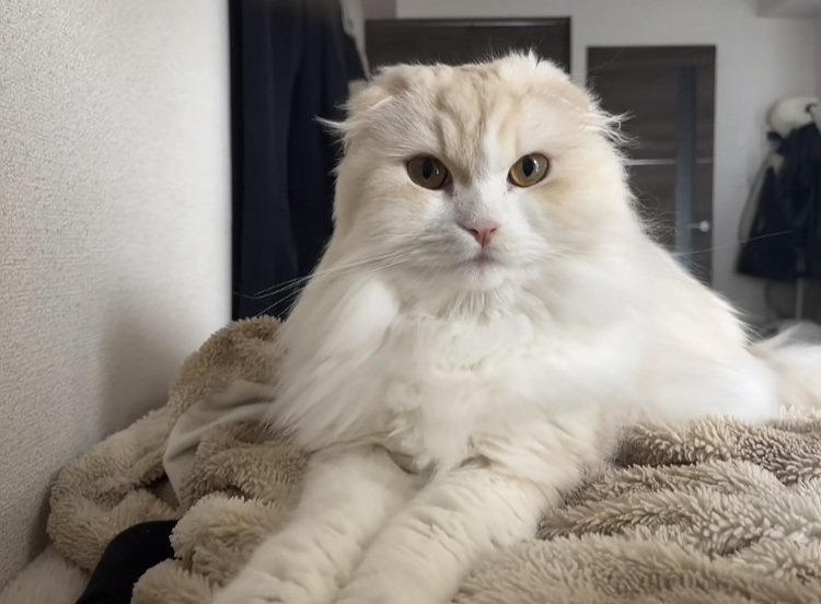 毛布の上で寛ぐスコティッシュフォールド