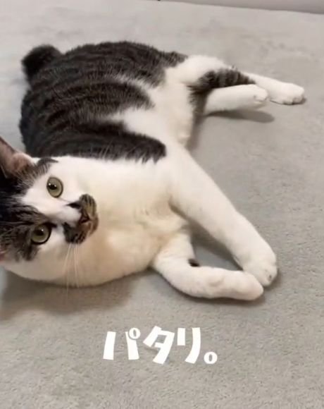 横向きに倒れた猫