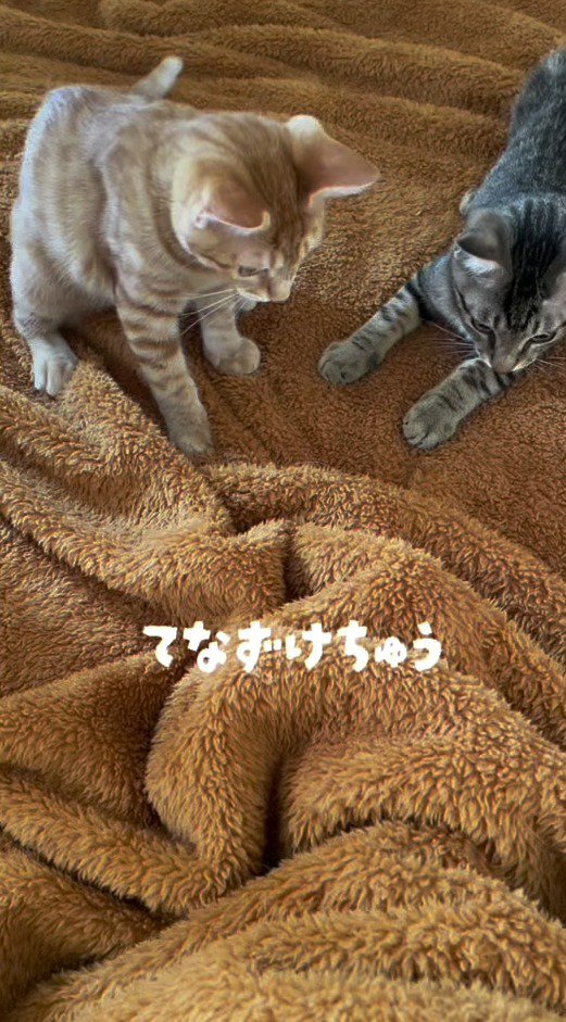 毛布を見つめる子猫たち