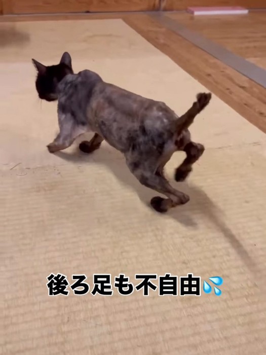 丸刈りの猫の歩く様子