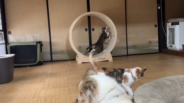 高速で回すりんちゃん