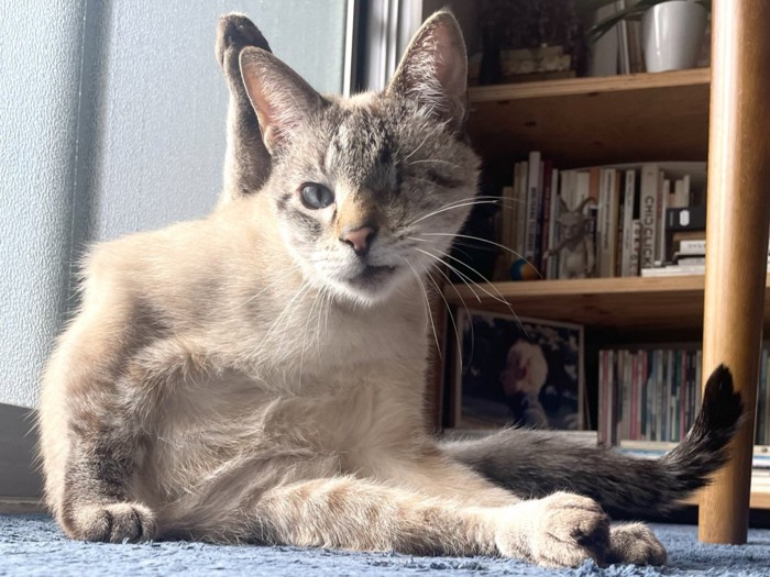 足を体の後ろで伸ばしてあげ、正面を向く猫