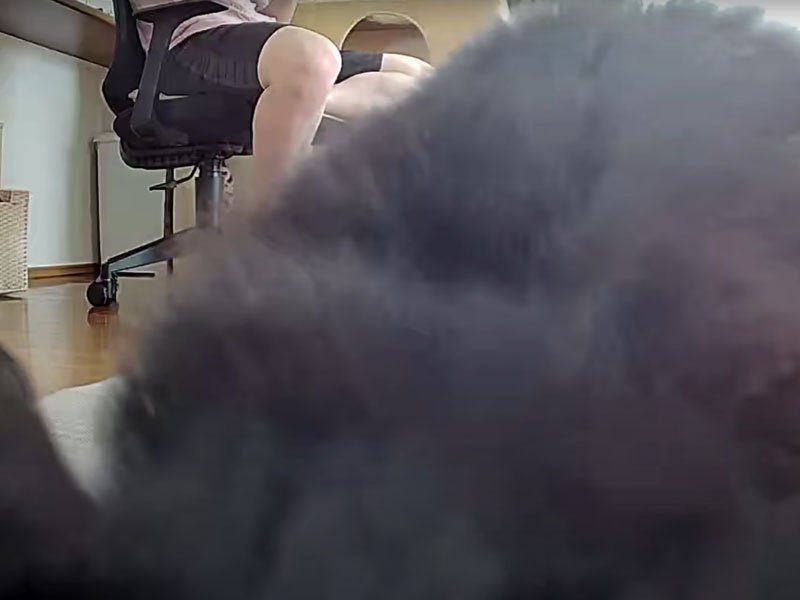 ご飯を食べる猫