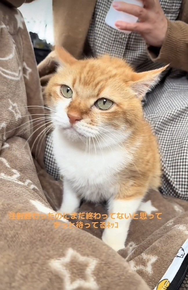 注射を打たれた茶トラ猫