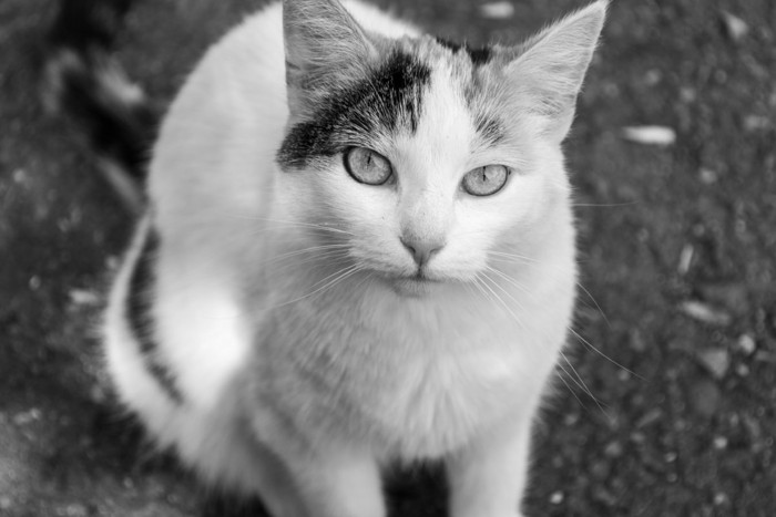 猫の白黒写真