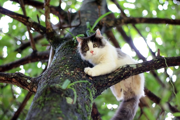 木の上に登る猫