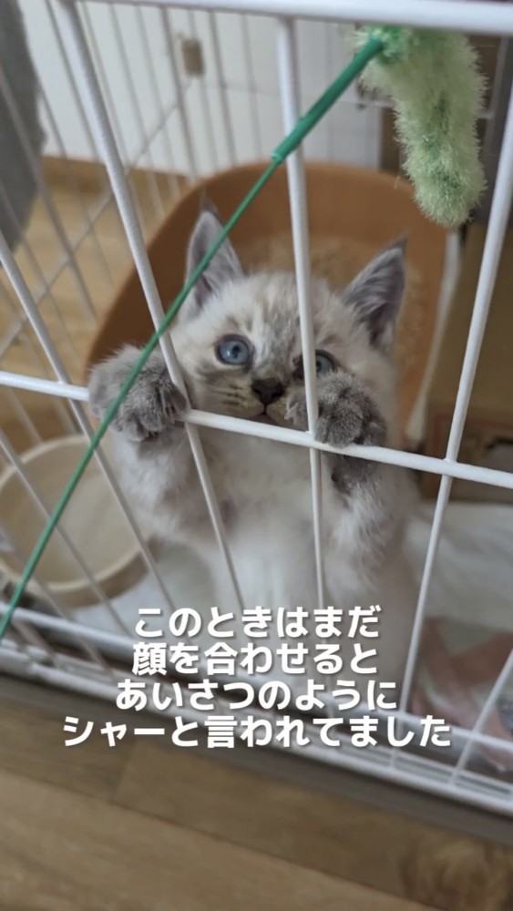 猫じゃらしで遊ぶ子猫