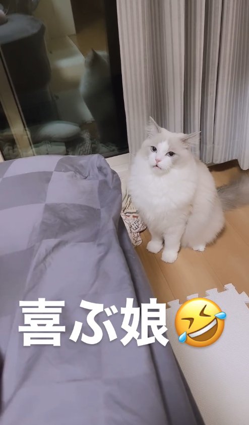 お座りして口をやや開けている猫「喜ぶ娘」