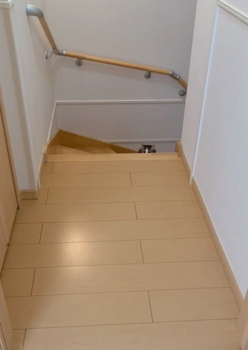 階段下から覗く子猫