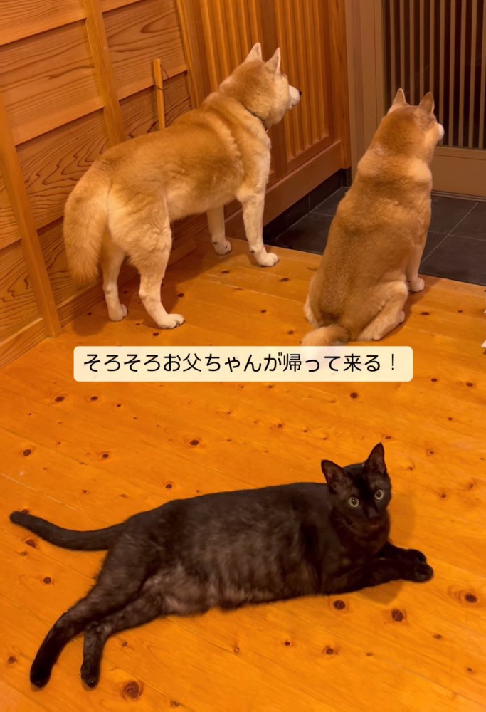 顔を上げた猫