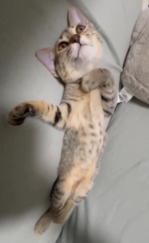 ヘソ天でリラックスする猫