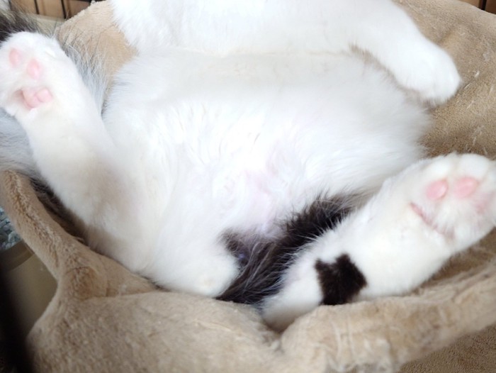 ハンモックに乗った猫のお腹と放り出した足