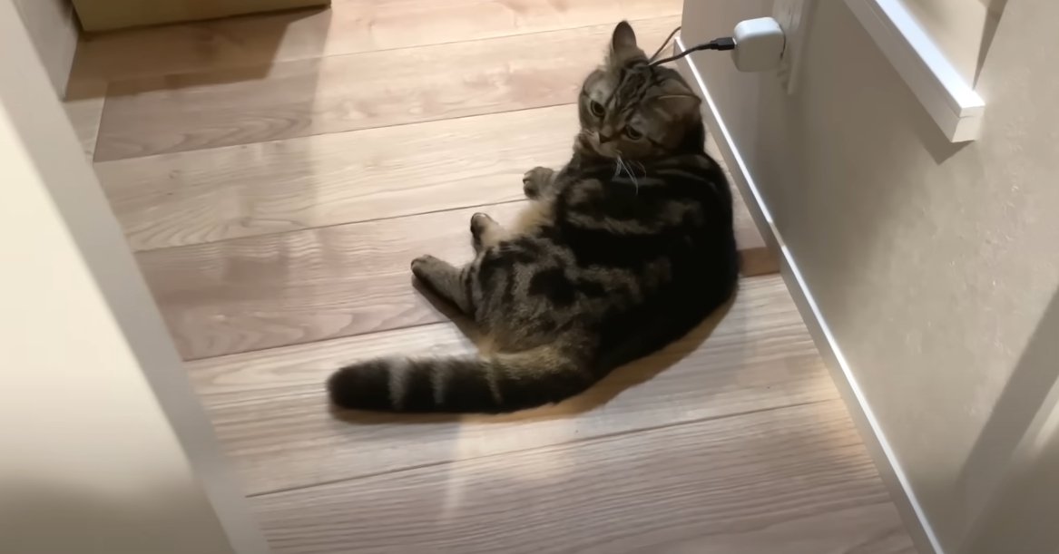 コンセントの近くに横たわる猫