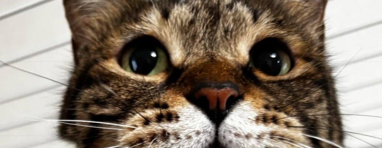 まんまるな瞳の猫