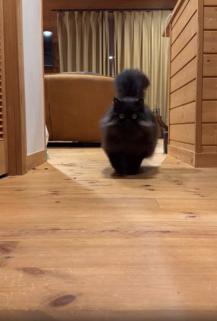 近づいてくる猫