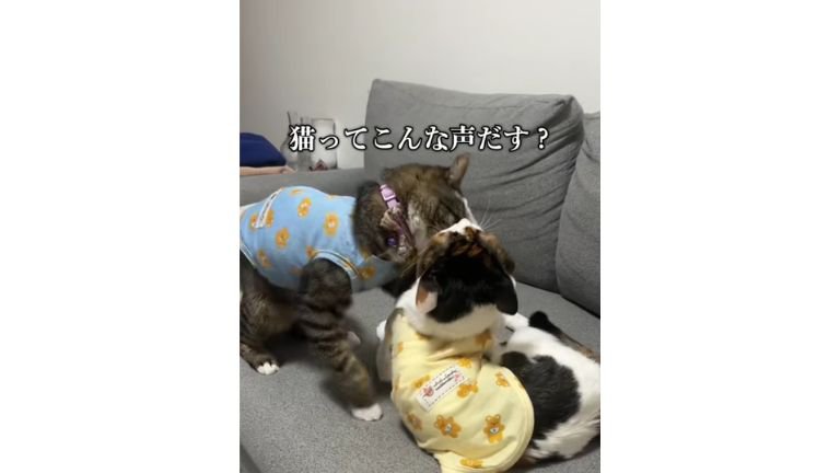 ケンカしている猫たち