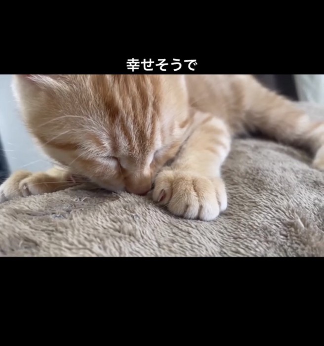 寝ている子猫